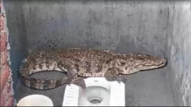 Bikin Kaget! Buaya 2 Meter Ada di Toilet Rumah Warga