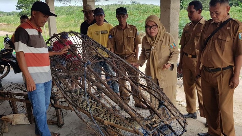 Way Kanan Gempar, Dikira Ikan Masuk Perangkap di Sungai Ternyata Buaya 2 Meter