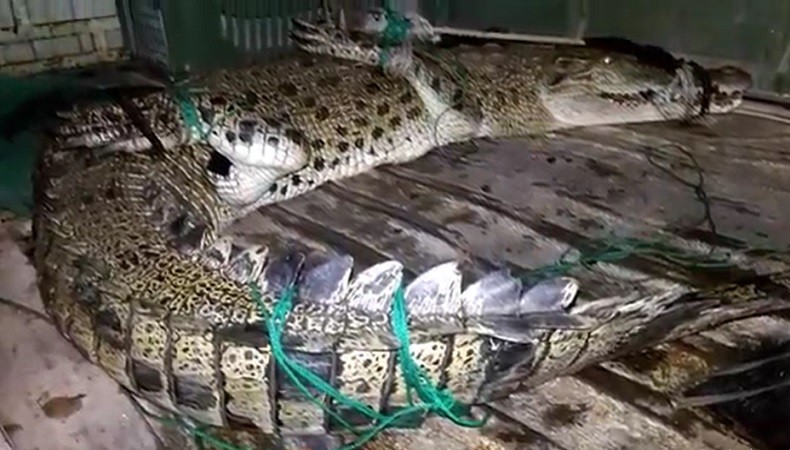 Bikin Geger Warga Bangka, Buaya Muara Ditangkap lalu Dibawa ke Kantor Desa