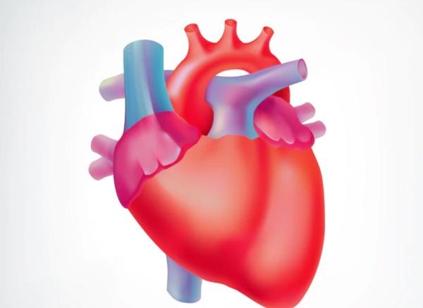 Ciri-ciri Otot Jantung, Pengertian, Fungsi, Struktur dan Bedanya dengan Otot Lurik