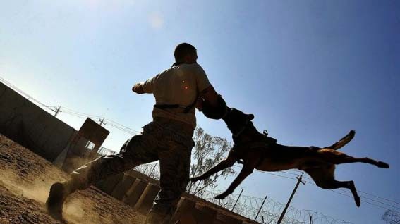 4 Arti Mimpi Digigit Anjing, Hati-Hati Ada Orang Terdekat yang Mengkhianati