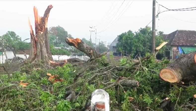Puting Beliung Terjang Sidoarjo, Ratusan Rumah Rusak, Pohon dan Tiang Listrik Tumbang 