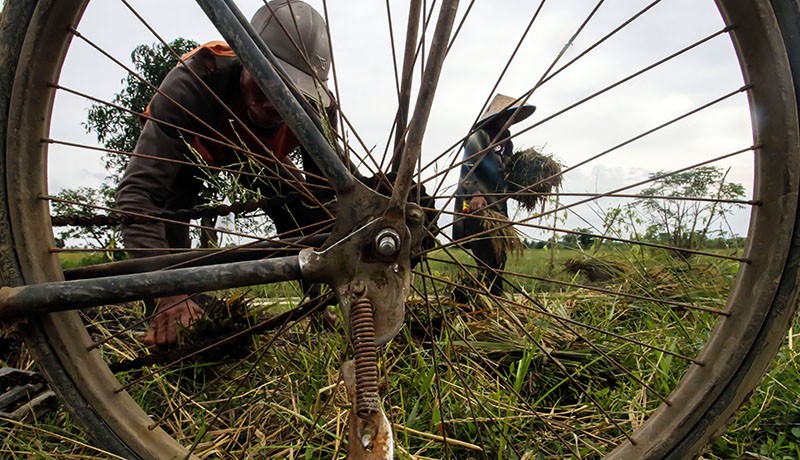 Saluran Irigasi Papah Rusak, 71 Hektare Tanaman Padi di Kulonprogo Terancam Puso