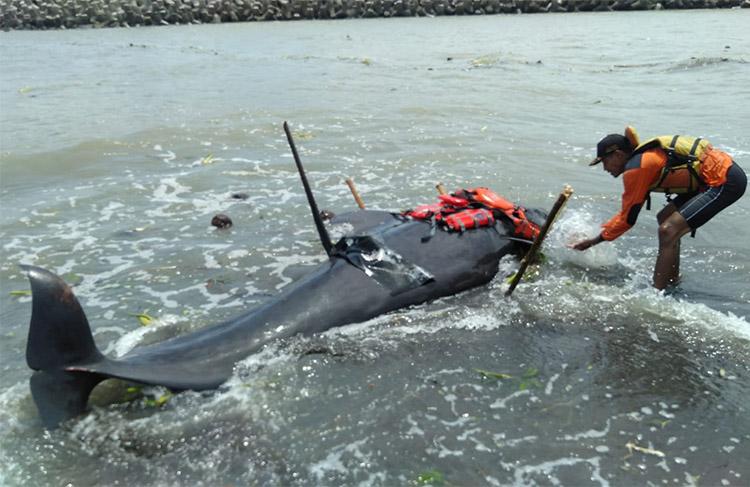 Ikan Paus Terdampar di Pantai Karangwuni Kulonprogo, Ada 4 Luka di Tubuhnya