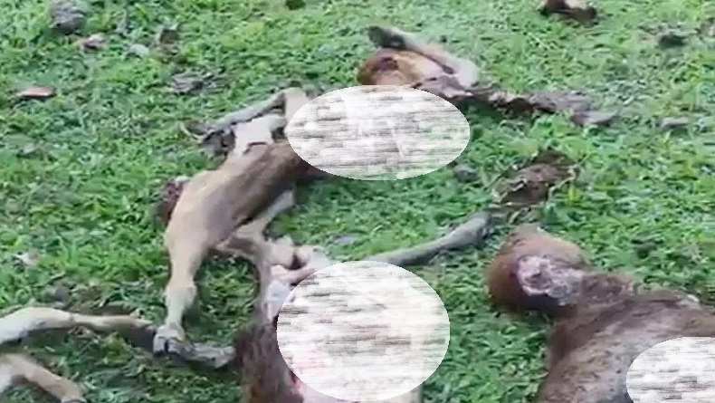 Ngeri, Lembu di Aceh Besar Ditemukan Mati Mengenaskan dengan Isi Perut Hilang