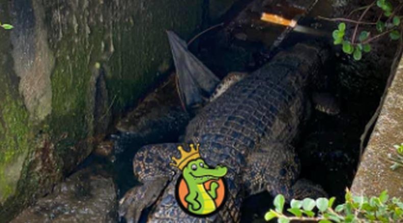Ngeri! Buaya Besar Nyangkut di Selokan Perumahan, kok Bisa?