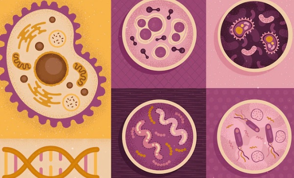 10 Perbedaan Sel Hewan dan Sel Tumbuhan dalam Tabel untuk Dipelajari