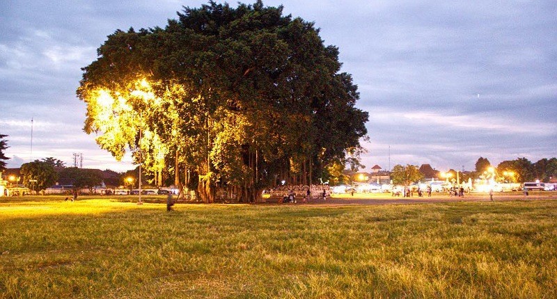 Inikah Pohon Keraton Paling Istimewa di Yogyakarta? Kesaktian Bisa Hilang saat Melewatinya