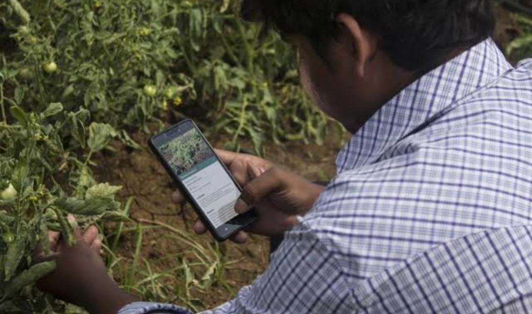 Adopsi Teknologi Digital, Petani Bisa Pantau Kondisi Tanah dan Cuaca Lewat Smartphone