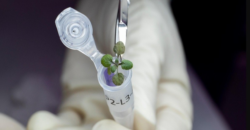 Ini Dia Tanaman Pertama yang Tumbuh di Tanah Bulan