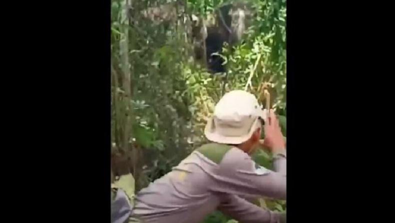 Viral Aksi Jenaka Pria Bergaya Silat Cegah Gajah Liar Masuk Permukiman Warga