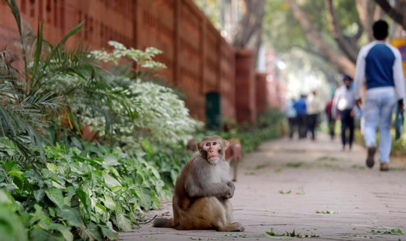 Wah Lahan Pertanian Seluas 13 Hektare Terdaftar sebagai Milik Monyet, kok Bisa?