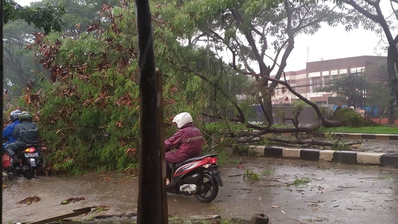 Pohon Tumbang Depan Mapolda Jabar, Jalan Soekarno Hatta Sempat Macet hingga Cibiru