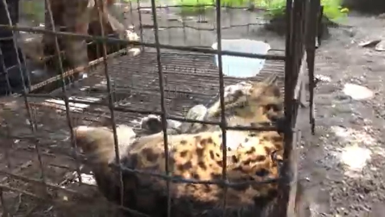 Masuk Permukiman Warga, Kucing Hutan Terluka Parah usai Berkelahi dengan Kucing Liar