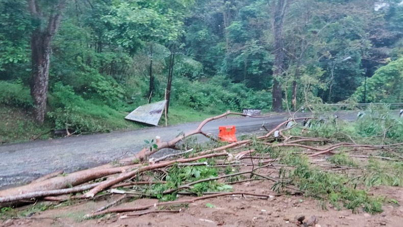 Pemotor asal Bali Tewas Tertimpa Pohon Tumbang saat Melintas di Banjaran Majalengka