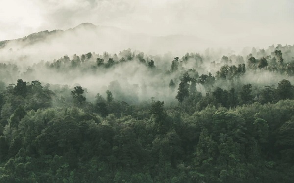 Perkembangbiakan Tumbuhan Vegetatif dan Generatif Lengkap Penjelasannya