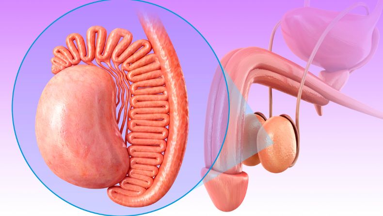 Organ Reproduksi Pria yang Berfungsi Mematangkan Sperma, Bagian dari Penis dan Testis