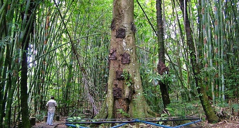 Unik, di Desa Ini Bisa Lihat Batang Pohon Dijadikan Makam Bayi yang Bisa Keluarkan ASI