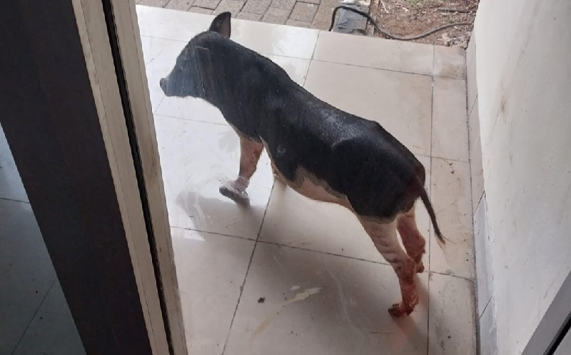 Heboh Babi Masuk Kantor Dinas LH DKI di Cililitan, Pegawai Berlarian hingga Naik Kursi