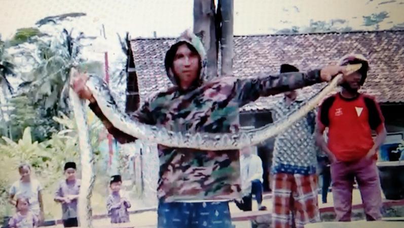 Heboh Warga Temanggung Tangkap Ular Piton 3,2 Meter Diduga Makan Hewan Ternak