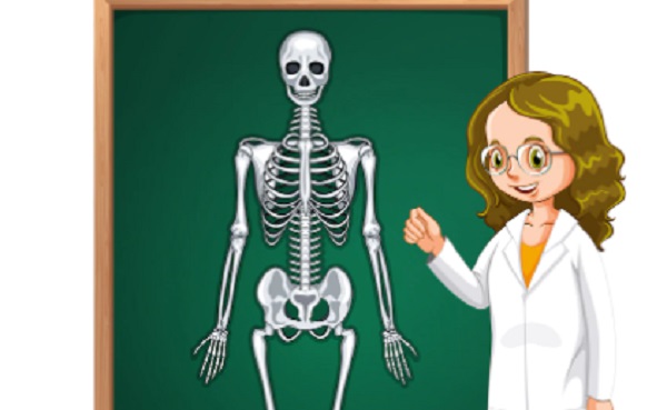 Fungsi Tulang Hasta, Tulang Pengumpil dan Lengan Atas