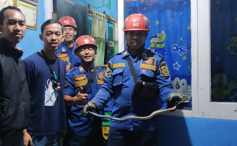 Dikira Tamu, Ular Koros Masuk Lewat Pintu Depan Bikin Penghuni Rumah di Bogor Panik