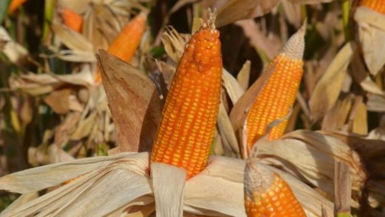 Harga Jagung di Gorontalo Utara Murah, Hanya Rp5.000 per Kilogram