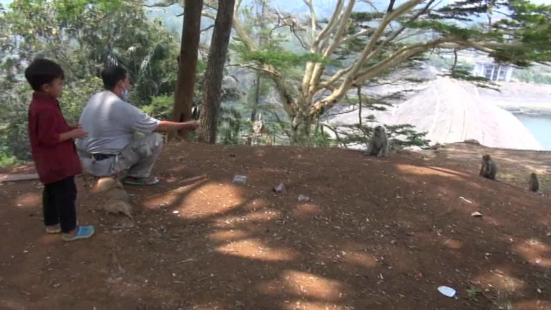 Diduga Kelaparan, Kawanan Monyet Liar Turun Gunung ke Waduk Saguling KBB