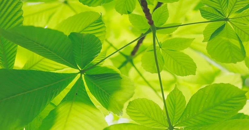 Apa Itu Fotosintesis? Kenali Jenis Prosesnya