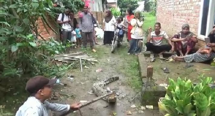 Keliaran di Permukiman, Buaya 1,5 Meter Ditangkap Warga