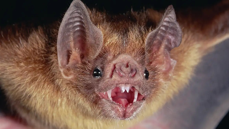 2 Virus Corona Baru Terdeteksi pada Kelelawar di Negara Ini, Potensi Menularkan ke Manusia?