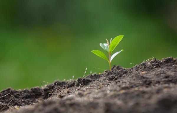 5 Jaringan Tumbuhan dan Fungsinya Masing-masing