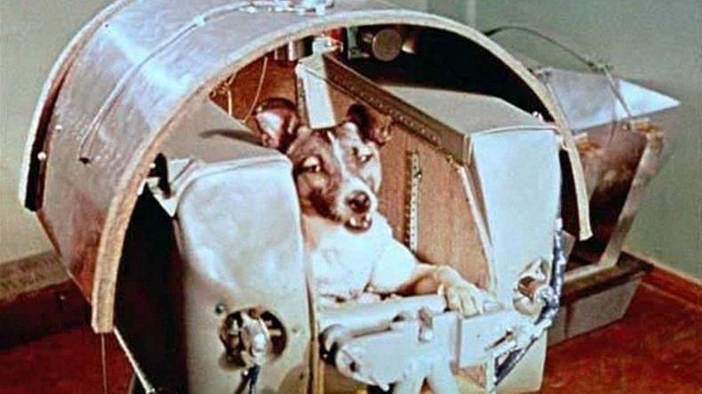 Kisah Haru Laika, Anjing Pertama yang Dikirim ke Luar Angkasa dan Tak Pernah Kembali