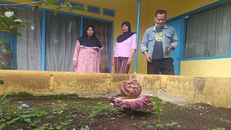 Cium Bau Busuk, Warga Cimahi Heboh, Bunga Bangkai Tumbuh di Depan Rumah