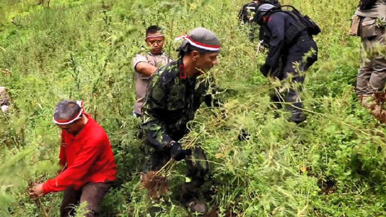 Ladang Ganja Seluas 5 Hektare Ditemukan di Perbukitan Madina, Petugas Butuh 7 Jam ke Lokasi