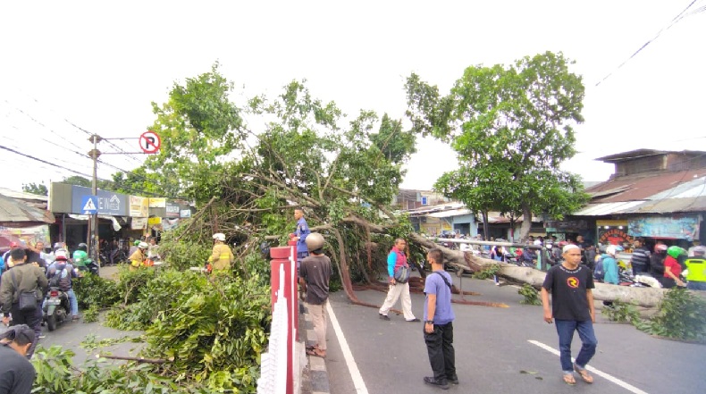 Angin Kencang Tumbangkan Pohon Setinggi 7 Meter di Kramat Jati, Lalin Macet Total hingga 2 Km