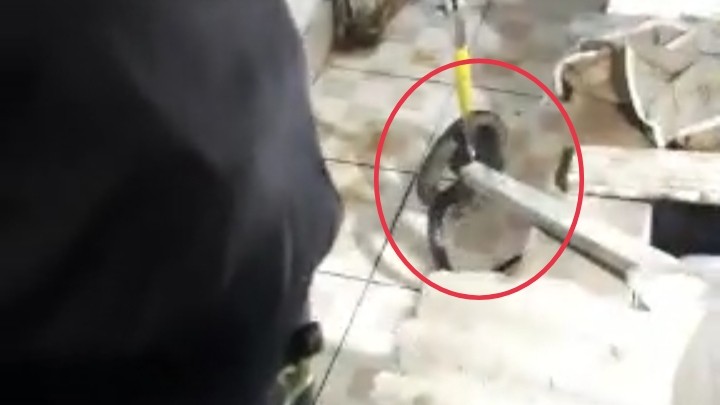 Panik Lihat Kobra di Dalam Rumah, Warga Minta Tolong Damkar Bogor