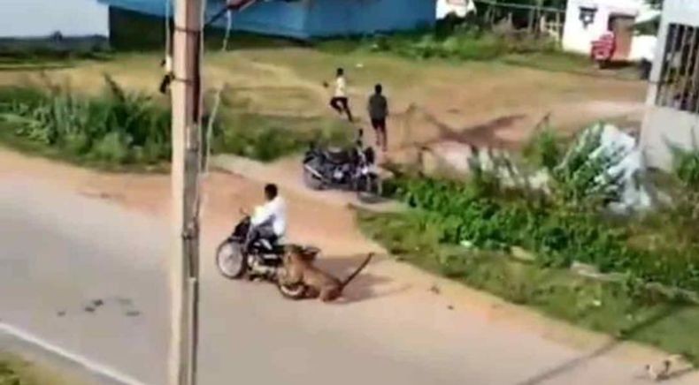 Horor, Macan Tutul Keluyuran di Perumahan Serang Pengendara Motor 