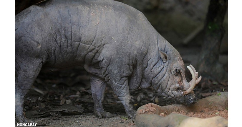 Fakta Menarik Babi Paling Langka di Dunia, Punya Tanduk dan Hanya Ada di Indonesia