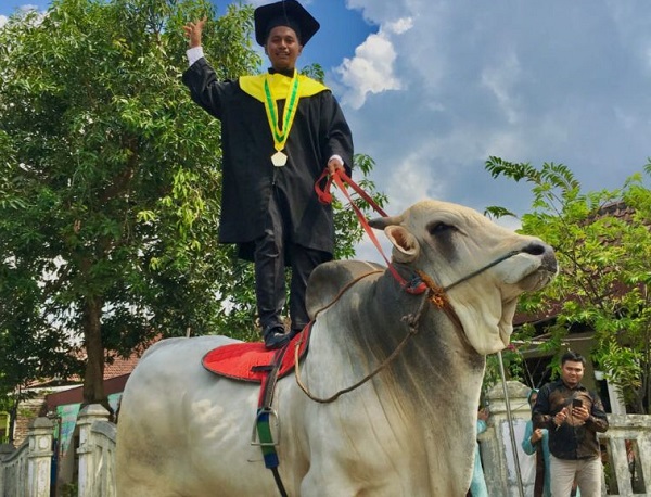 Waduh, Mahasiswa Ini Berangkat Naik Sapi ke Acara Wisudanya