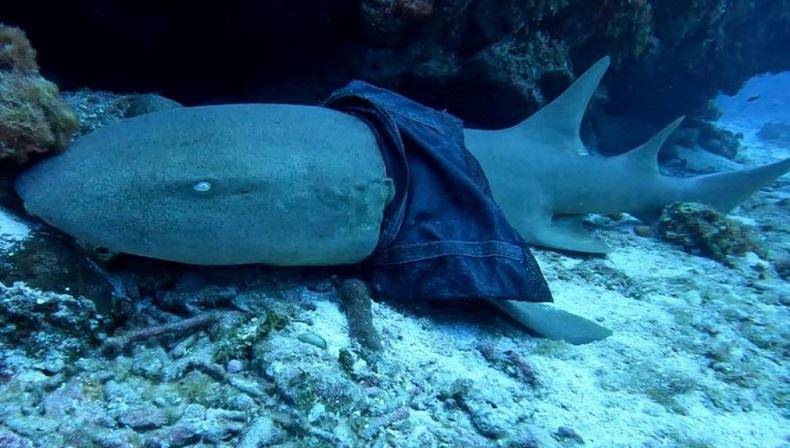 Seekor Hiu di Laut Nyaris Mati Tercekik Rok Perempuan, Diburu untuk Diselamatkan