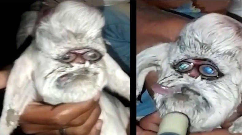 Anak Kambing Aneh Lahir di India, Mata Sejajar Layaknya Manusia
