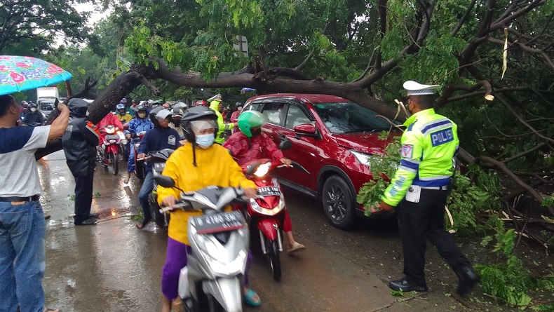 Pohon Tumbang di Cengkareng Jakbar Timpa Mobil, Pengemudi Tak Terluka