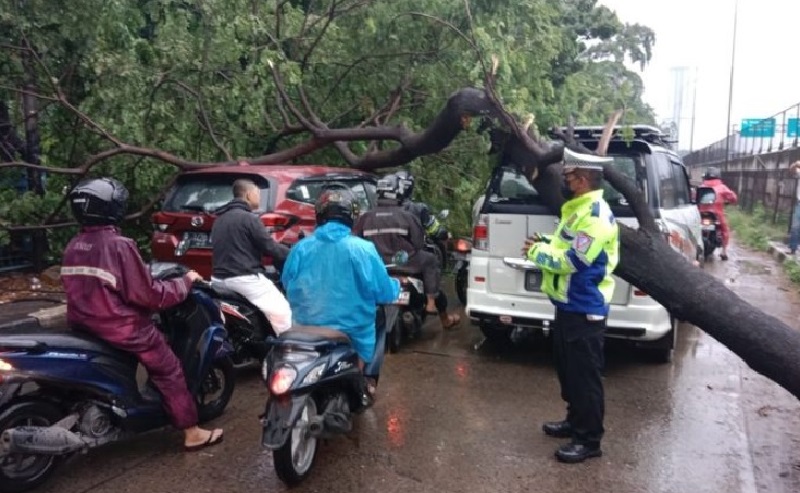 Hujan Lebat Sebabkan 6 Pohon Tumbang di Jakarta, Ada yang Rusak Lapak Pedagang