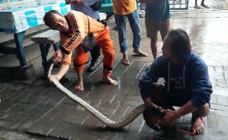 Muncul saat Hujan Lebat, Ular Sanca 3 Meter Kagetkan Pemancing di Kali Ancol