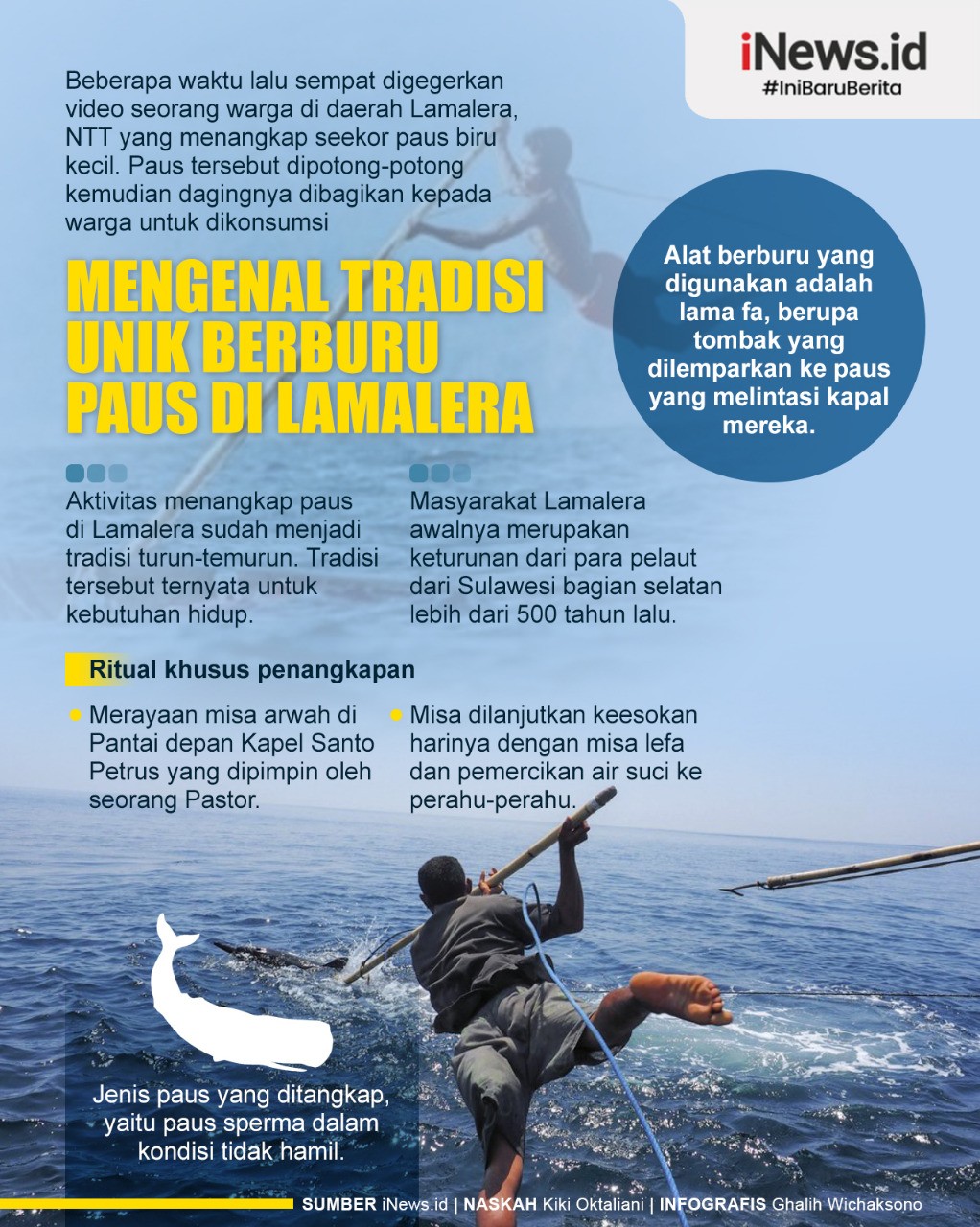 Infografis Tradisi Berburu Paus di Lamalera, Hanya Pakai Tombak 