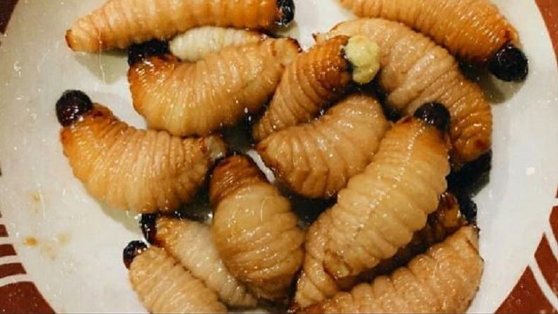 Sensasi Rasa Ulat Sagu Khas Papua, Makanan Ekstrem Bikin Bulu Kuduk Merinding