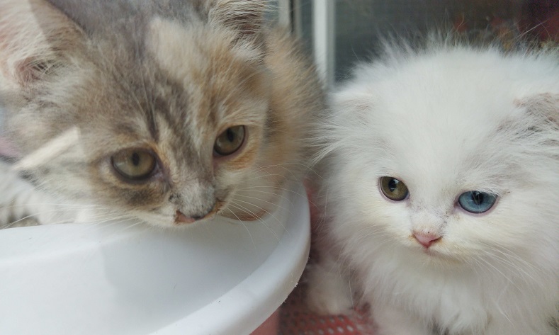 Laris Manis, Kucing Sultan Asal Malang Ini Pernah Dibeli Kekasih Thariq Halilintar
