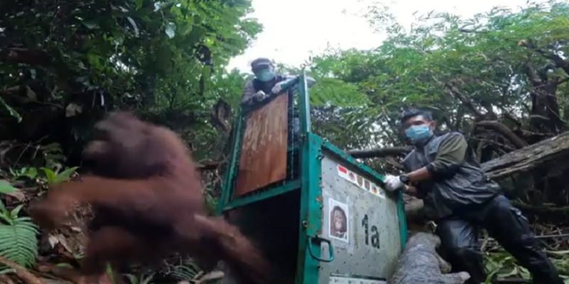 3 Orangutan Dewasa di Kalteng Dilepasliarkan ke Taman Nasional