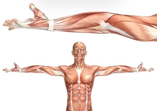 Perbedaan Otot Polos dan Otot Lurik dalam Tubuh Manusia, Apa Saja?